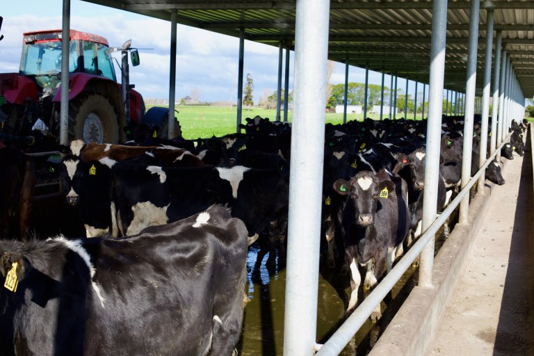 Dairy herd feeding under a covered shelter on a New Zealand farm, with a tractor alongside and paddocks beyond