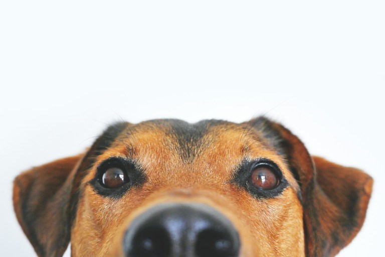 A dog looking directly at the camera, an image of untrained AI deployment landing on unprepared staff