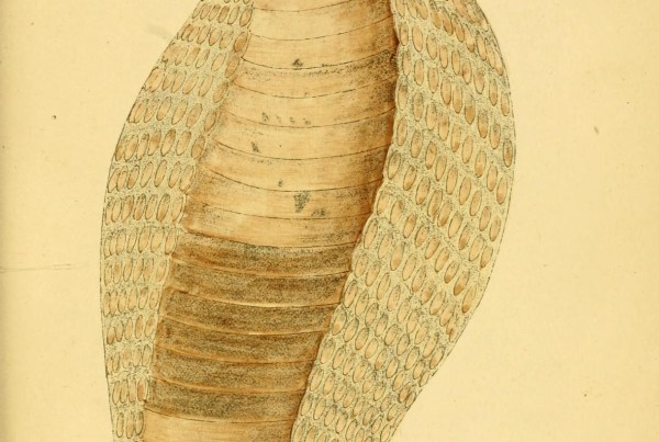 Hand-drawn 1874 plate of an Indian cobra with its hood raised, from Nicholson's Indian Snakes