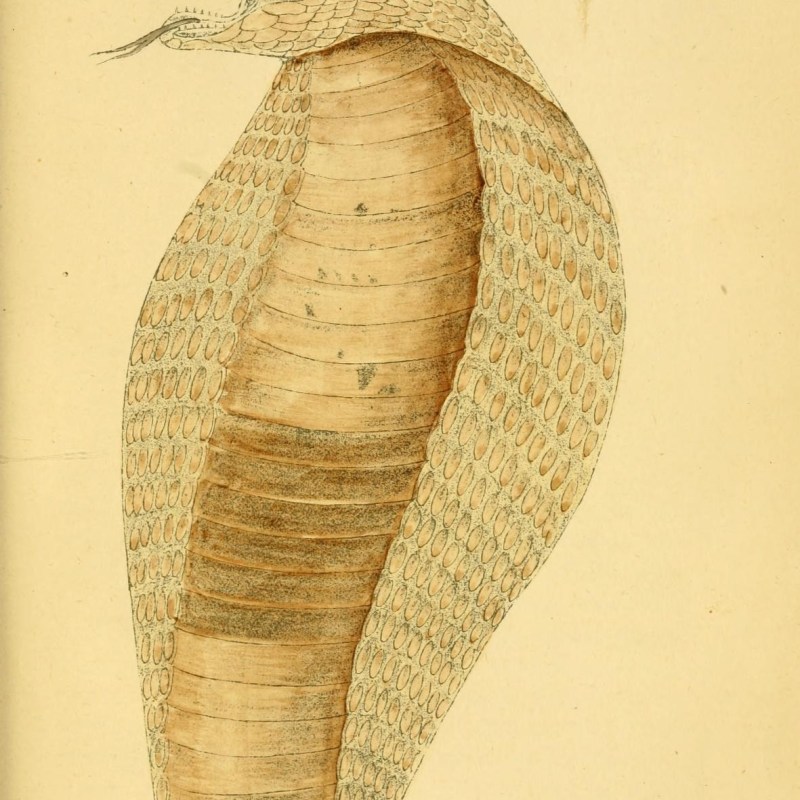 Hand-drawn 1874 plate of an Indian cobra with its hood raised, from Nicholson's Indian Snakes