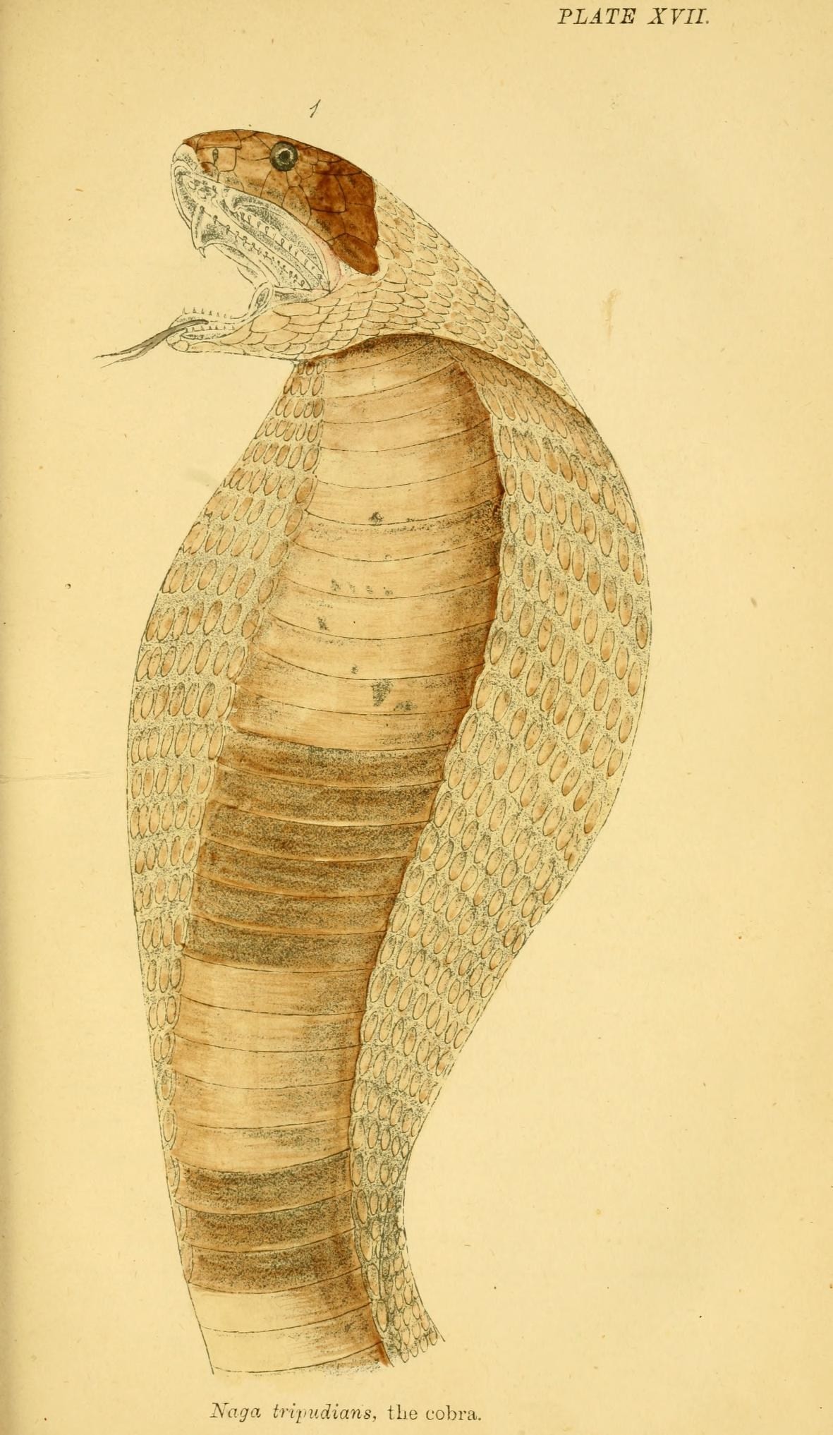 Hand-drawn 1874 plate of an Indian cobra with its hood raised, from Nicholson's Indian Snakes